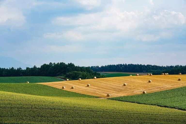 Hokkaido Asahiyama Zoo& Biei Blue pond Tour with Local Guide - Transportation and Group Size