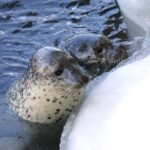 Icebreaker GARINKO GO III Cruise Explore Ice and Snow Tour - Practical Aspects and Considerations