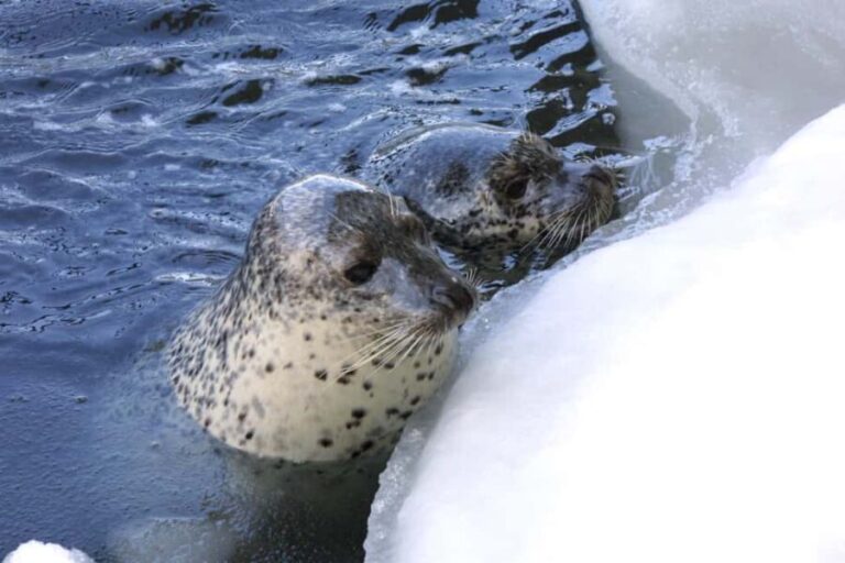 Icebreaker GARINKO GO III Cruise Explore Ice and Snow Tour - Practical Aspects and Considerations