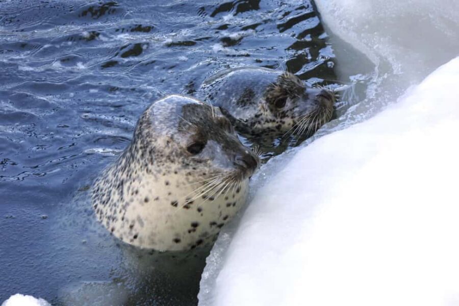 Icebreaker GARINKO GO III Cruise Explore Ice and Snow Tour - Practical Aspects and Considerations