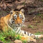 Jaipur 3-Day Tour with Ranthambore & Sariska Safari - Practical Tips for Travelers