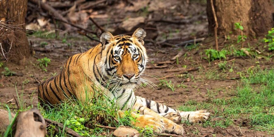 Jaipur 3-Day Tour with Ranthambore & Sariska Safari - Practical Tips for Travelers