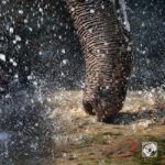 Jaipur: Amer fort, Hawa Mahal and Elefantastic Jaipur Tour - Rajasthani Hospitality and Authentic Cuisine