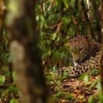 Jaipur: Discover the Hidden Leopards of Jhalana - What is Jhalana Leopard Reserve?