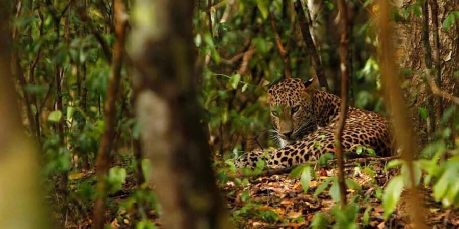 Jaipur: Discover the Hidden Leopards of Jhalana - What is Jhalana Leopard Reserve?