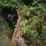 Jaipur: Jhalana/amagarh Leopard Safari - The Logistics: How It Works