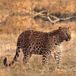 Jaipur: Jhalana/Amagarh leopard safari private tour - The Good, the Not-So-Good, and the Variable