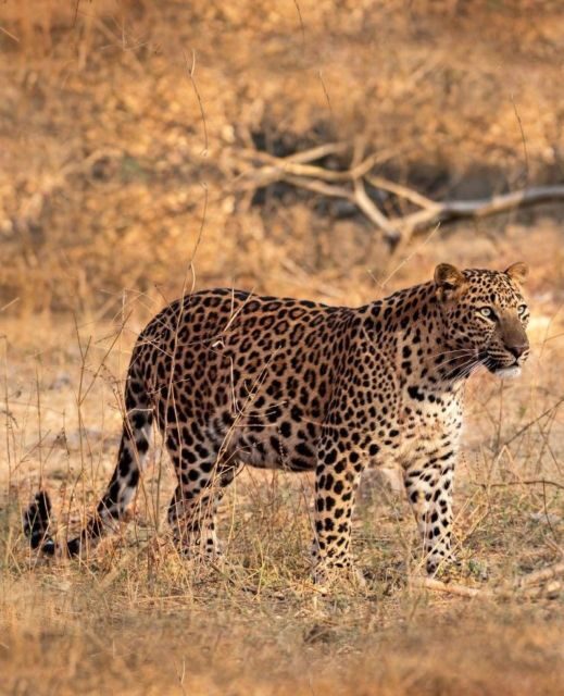 Jaipur: Jhalana/Amagarh leopard safari private tour - The Good, the Not-So-Good, and the Variable