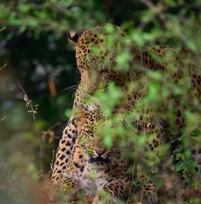 Jaipur: Jhalana/amagarh Leopard Safari - The Logistics: How It Works