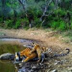 Jaipur: Morning Safari to Sariska with Meal and Transfers - Who This Tour Is Best For