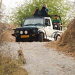 Jaipur: Private Jhalana Leopard Safari Tour - Practical Tips for Your Safari