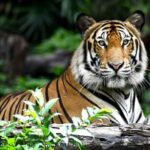 Jaipur: Ranthambore National Park Safari with Hotel Pickup - Why This Tour Shines