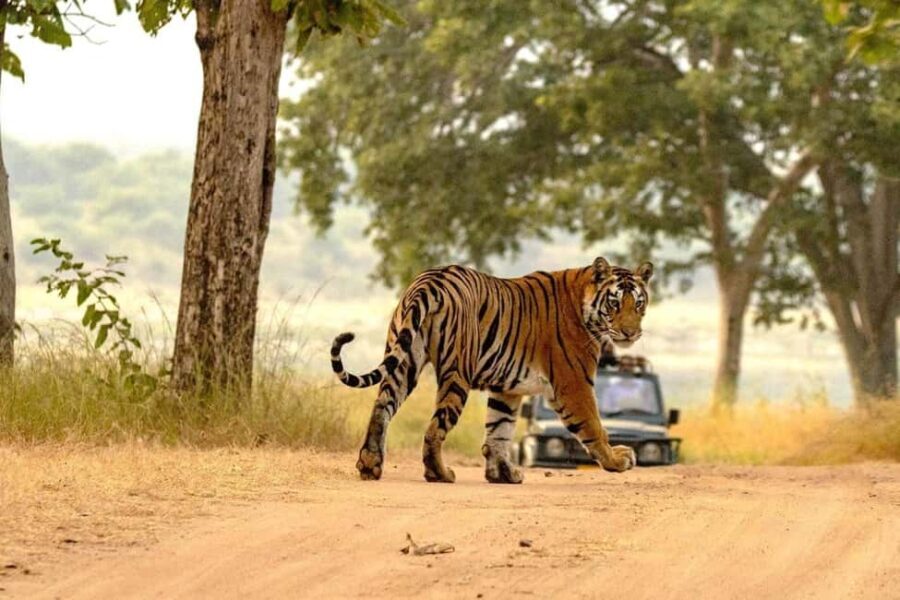 Jaipur: Ranthambore Tiger Safari Round Trip with Transfers - Visiting Ranthambore Fort
