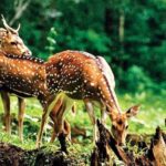 Jaipur: Sariska Safari with Abhaneri Stepwell Stop with meal - Abhaneri Stepwell: A Marvel of Ancient Engineering