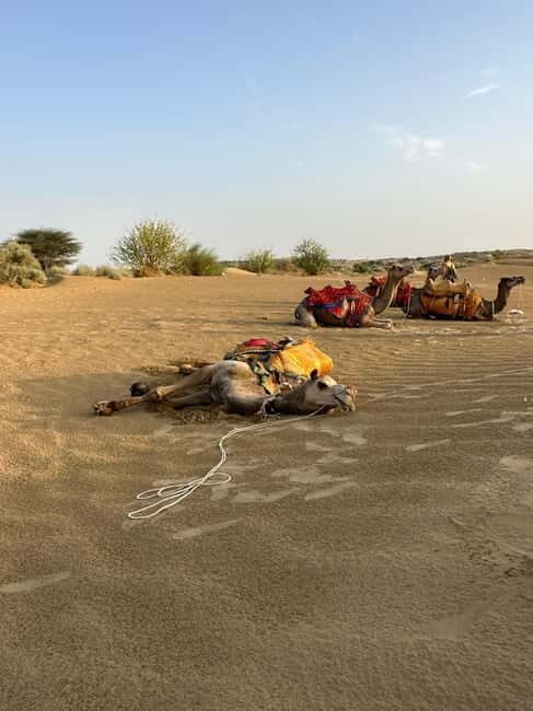 Jaisalmer: Sam Sand Dunes Sunset Tour with Camel Ride - The Journey Begins with Comfort and Ease