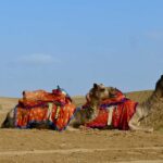 Jaisalmer: Thar Desert Sunset Camel Ride with Dinner & Show - Authenticity and Value
