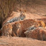 Jawai Leopard Wildlife Safari Private Tour In a 4x4 Jeep - What to Expect from Your Safari Experience