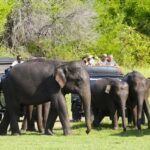 Jeep Safario to Minneriya/Kaudulla/Hurulu Eco National Parks - The Practicalities and Value
