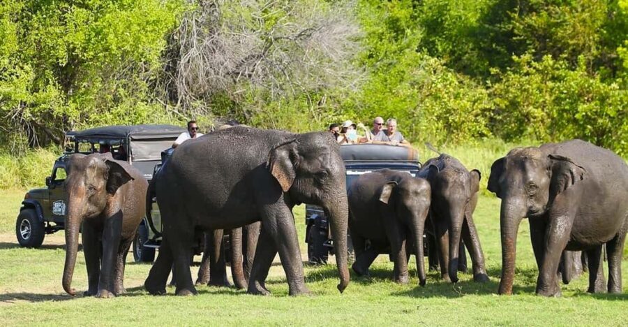 Jeep Safario to Minneriya/Kaudulla/Hurulu Eco National Parks - The Practicalities and Value