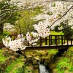 Jeju West Small Group Tour Cherry Blossom Strawberry Picking - The Experience from a Traveler’s Perspective