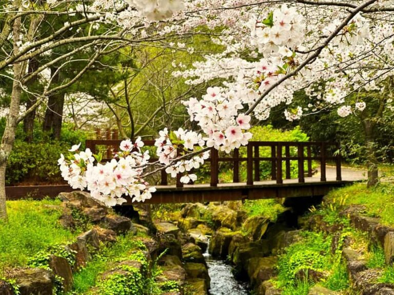 Jeju West Small Group Tour Cherry Blossom Strawberry Picking - The Experience from a Traveler’s Perspective