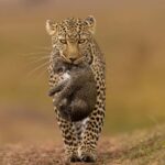 Jhalana Leopard Safari Jaipur  Sunrise & Sunset Jeep Safari - The Itinerary in Detail: What to Expect