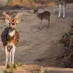 Jim Corbett: 3-Day Safari Tour by Flight from Hyderabad - Detailed Breakdown of the Tour