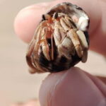 Johor: Desaru Beach Life and Tidepool Discovery - Practical Details and What to Bring