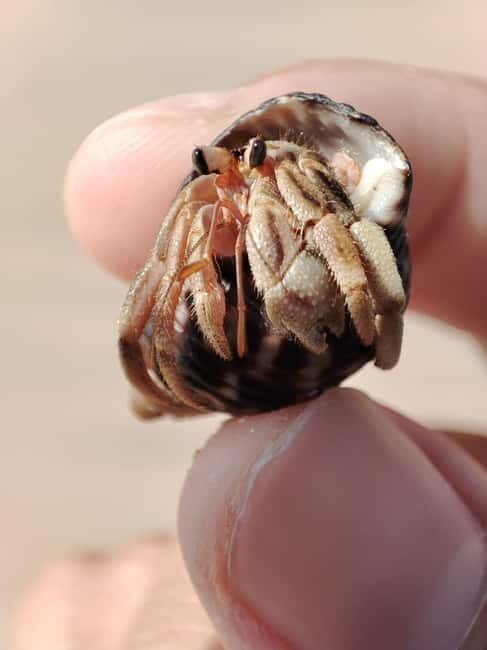 Johor: Desaru Beach Life and Tidepool Discovery - Practical Details and What to Bring