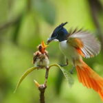 Kalametiya Sanctuary: Bird Watching by Private Boat Tour - The Itinerary and What to Expect