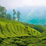 Kandy to Nuwara Eliya Day Trip  Little England & Tea Country - Practical Details & What You Should Expect