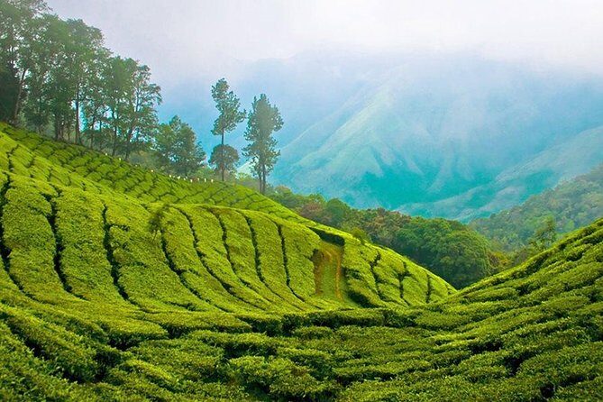 Kandy to Nuwara Eliya Day Trip  Little England & Tea Country - Practical Details & What You Should Expect