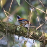 Kathmandu Valley: Bird Watching Tour with Guide - FAQ