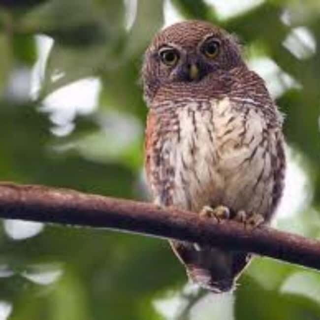 Kitulgala: Guided Full-Day Bird Watching & Cycling Tour - The Sum Up