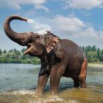 Kochi:- 03 Days Periyar Wildlife With Mararikulam Beach Tour - Transportation & Accommodation Details