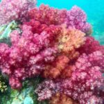 Koh Lipe: Full Day Multi-Island Snorkeling Trip with Lunch - Who Is This Tour Perfect For?