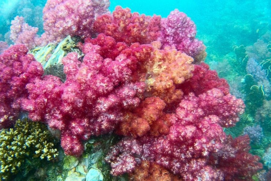 Koh Lipe: Full Day Multi-Island Snorkeling Trip with Lunch - Who Is This Tour Perfect For?