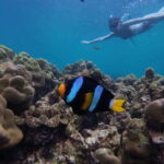 Koh Lipe: Half-Day Snorkeling (Morning/Afternoon/Sunset) - The Experience: What’s on Offer?