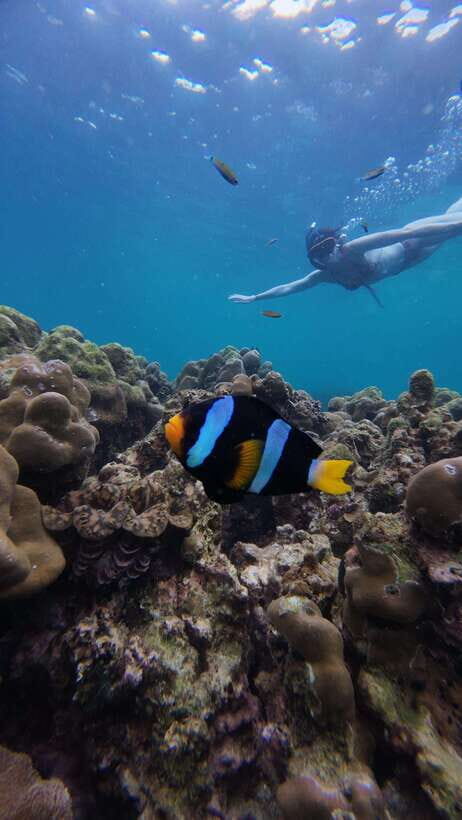 Koh Lipe: Half-Day Snorkeling (Morning/Afternoon/Sunset) - The Experience: What’s on Offer?