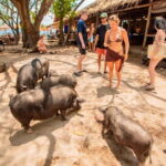 Koh Samui: Pig Island Day Tour by Speedboat - Itinerary Breakdown: From Koh Samui to Pig Island and Beyond