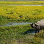 Kompong Kleang Village and Tonle Sab Lake - FAQs