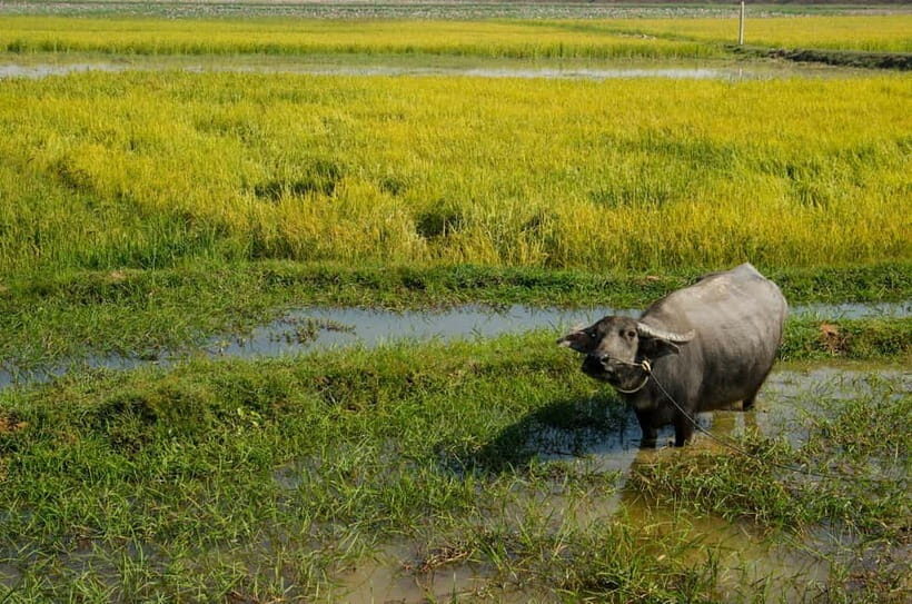 Kompong Kleang Village and Tonle Sab Lake - FAQs