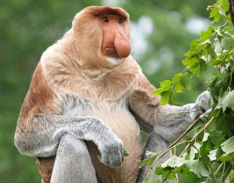 Kota Kinabalu: Mari Mari Village & Bongawan Cruise Package - How the Itinerary Breaks Down