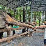 Krabi: Elephant Feeding Program with Food Preparation - An Authentic Elephant Encounter with a Heart