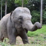 Kuala Lumpur Day Tour: Batu Caves & Elephant Sanctuary - Transition to Kuala Gandah Elephant Sanctuary