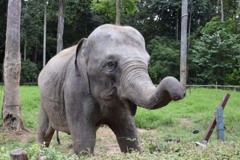 Kuala Lumpur Day Tour: Batu Caves & Elephant Sanctuary - Transition to Kuala Gandah Elephant Sanctuary