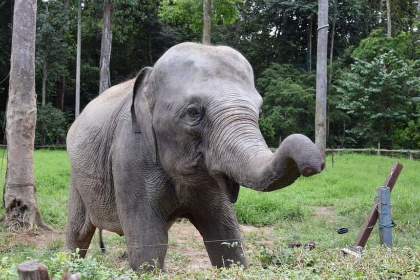 Kuala Lumpur Day Tour: Batu Caves & Elephant Sanctuary - Transition to Kuala Gandah Elephant Sanctuary