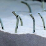 Kyoto Aquarium Admission Ticket - The Experience: A Closer Look