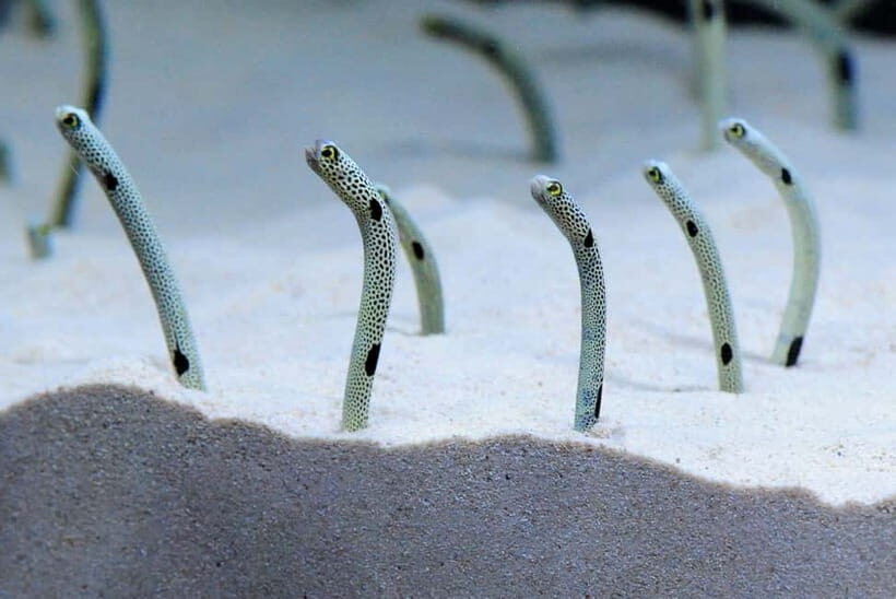 Kyoto Aquarium Admission Ticket - The Experience: A Closer Look