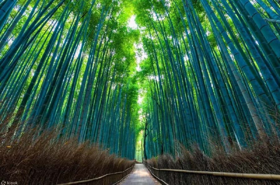 Kyoto: Early Morning Landmarks Tour with Pickup - An Honest Look at the Cost and Experience Value